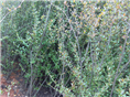 紫荆小苗湖南紫荆价格璇丰苗圃苗木 