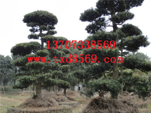 造型罗汉松树 