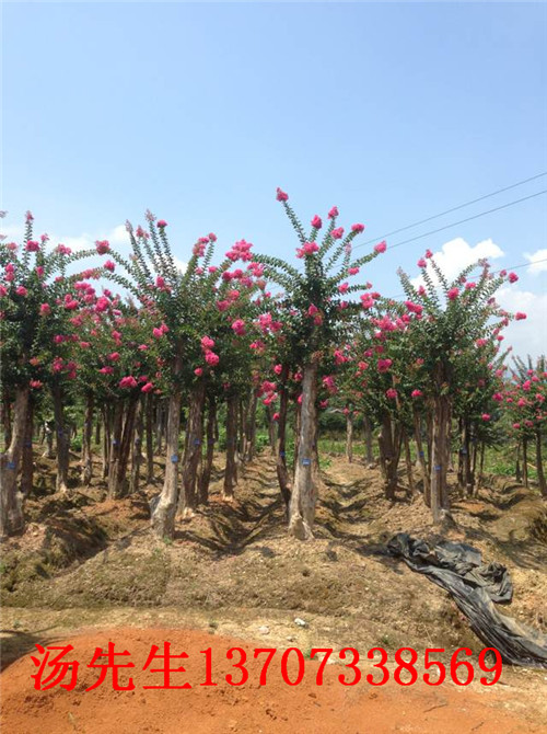特价紫薇基地 