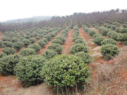 湖南璇丰苗圃湖南苗木价格还能精品茶花球 