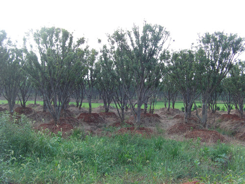 6公分湖南璇丰苗圃茶梅树湖南茶梅价格 