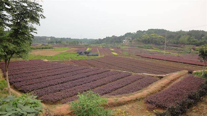 湖南绿化苗木基地红花继木湖南璇丰苗圃优惠供应红花继木价格 