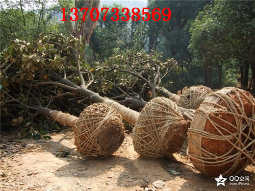 湖南广玉兰大树 