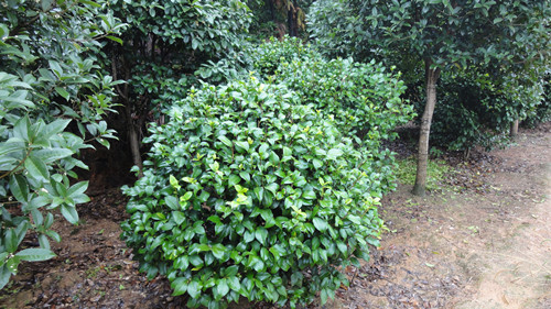 湖南苗木湖南绿化苗木湖南茶花湖南香樟湖南桂花 