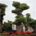 ￥#湖南苗木网**皮宜的湖南苗木#湖南桂花·#湖南香樟 