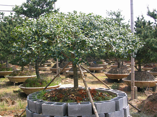 湖南璇丰苗圃种植商湖南枸骨球无刺枸骨有刺枸骨价格湖南桂花基地 