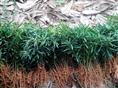 湖南罗汉松湖南罗汉松2年小苗湖南璇丰苗圃 