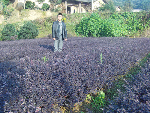 湖南苗木价格湖南桂花红继木小苗 