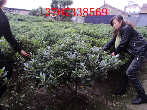 特价供应湖南海棠球 
