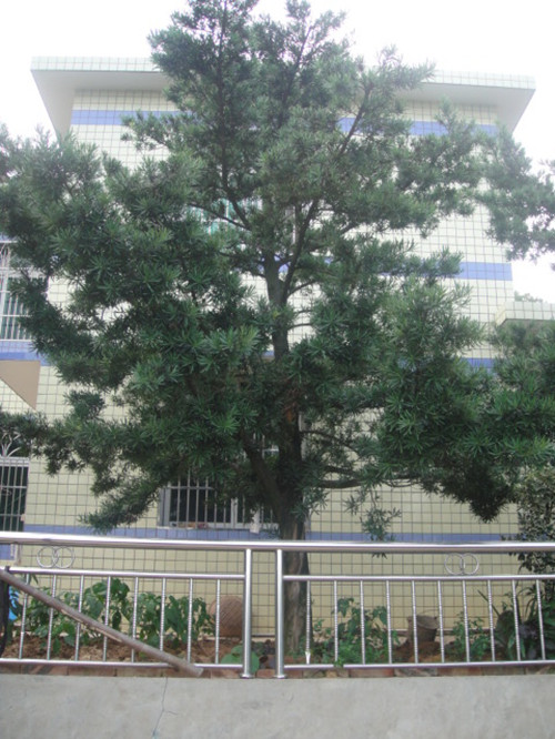 湖南苗木价格湖南自然树形湖南罗汉松树 