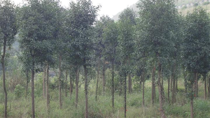 浏阳花木@@湖南3公分杜英树湖南杜英价格紫薇大树 