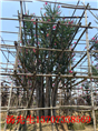 特价紫薇基地湖南璇丰苗圃紫薇价格 