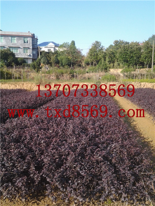 特价红花继木湖南红继木小苗 