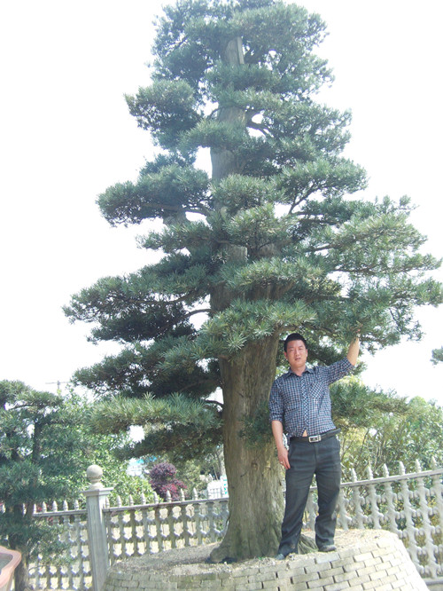 求购湖南造型大罗汉松湖南璇丰苗圃基地湖南精品罗汉松价格 