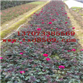 湖南月季湖南桂花价格 