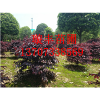 红继木球 