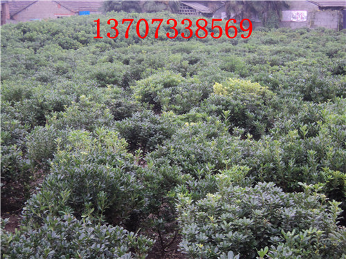 湖南苗木湖南海棠价格 