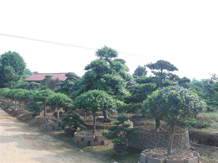 湖南苗木基地供应无刺100公分枸骨球枸骨价格璇丰苗圃红花继木 