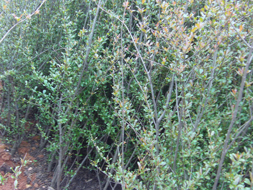 紫荆小苗湖南紫荆价格璇丰苗圃苗木 