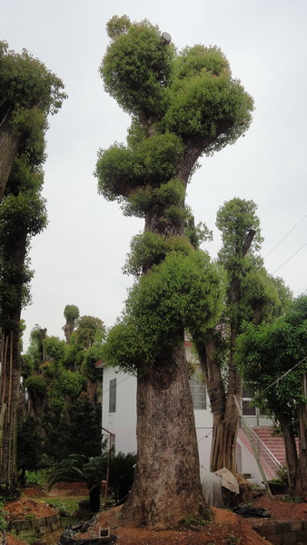 香樟-湖南香樟供应 