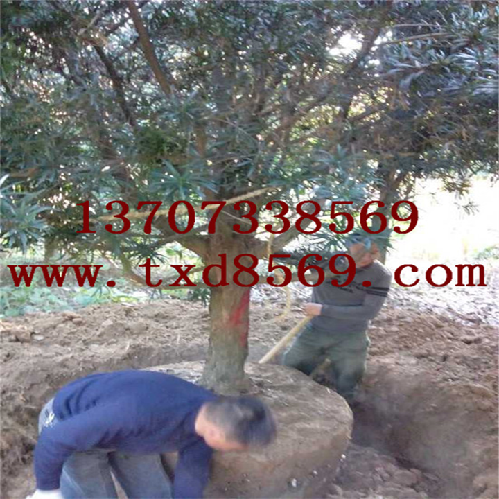 罗汉松树价格 
