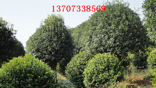 湖南苗木桂花价格 