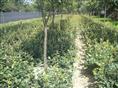 湖南毛球茶花球湖南30公分茶花球湖南璇丰苗圃 