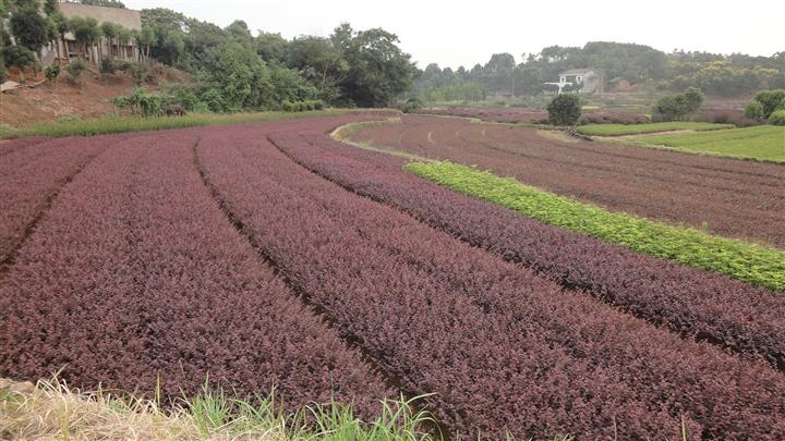 湖南红花继木湖南红花继木价格璇丰苗圃直销供应红花继木供应 