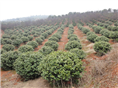 湖南璇丰苗圃湖南苗木价格还能精品茶花球 