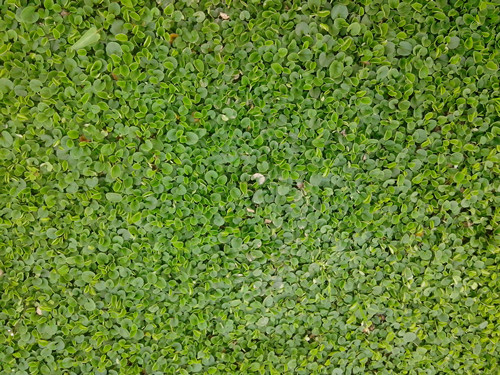 湖南璇丰苗圃湖南马蒂茎草皮批发 