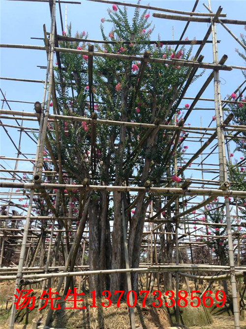 嫁接湖南紫薇树 