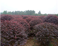 特色造型大红花继木精品球茶花球 