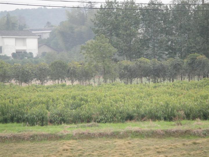 ∈湖南香樟直销商