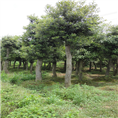 湖南璇丰苗圃杜英大树湖南杜英价格 