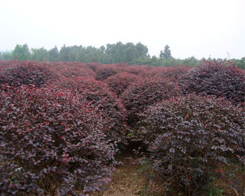 特色造型大红花继木精品球茶花球 