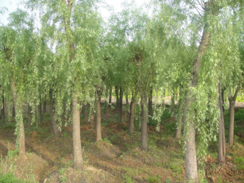 湖南垂柳树不同公分的湖南柳树湖南璇丰苗圃 