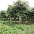 湖南璇丰苗圃杜英树湖南杜英价格浏阳花木 