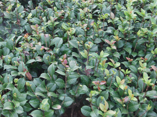 璇丰苗圃茶花小苗湖南璇丰苗圃低价供应湖南茶梅小苗 