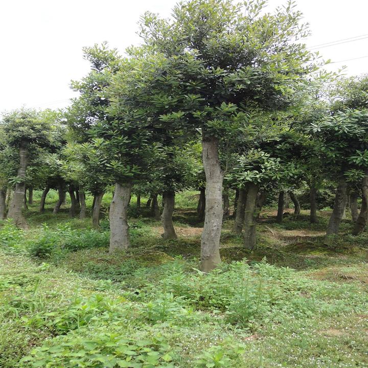 湖南璇丰苗圃杜英树湖南杜英价格浏阳花木 