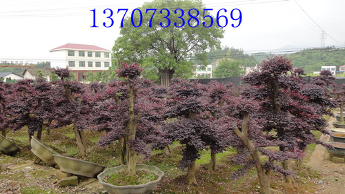 湖南红花继木古桩 