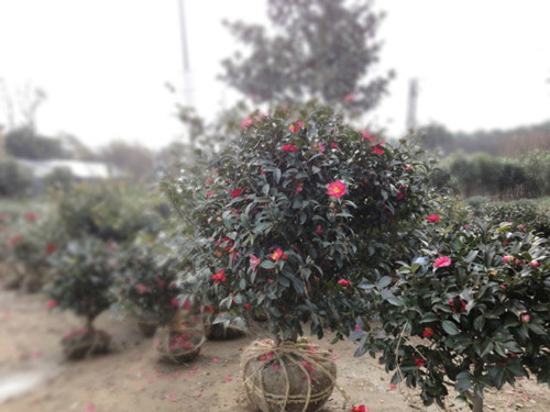 湖南璇丰苗圃茶梅价格湖南80公分茶梅球 