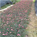 湖南苗木月季价格 