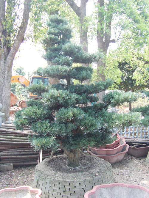 特色精品造型湖南罗汉松树湖南璇丰苗圃湖南特色造型罗汉松树 