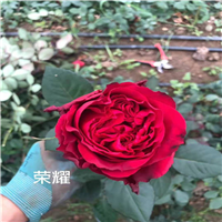 玫瑰花苗a云南玫瑰花苗