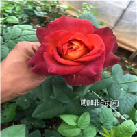 玫瑰种苗a山东玫瑰苗