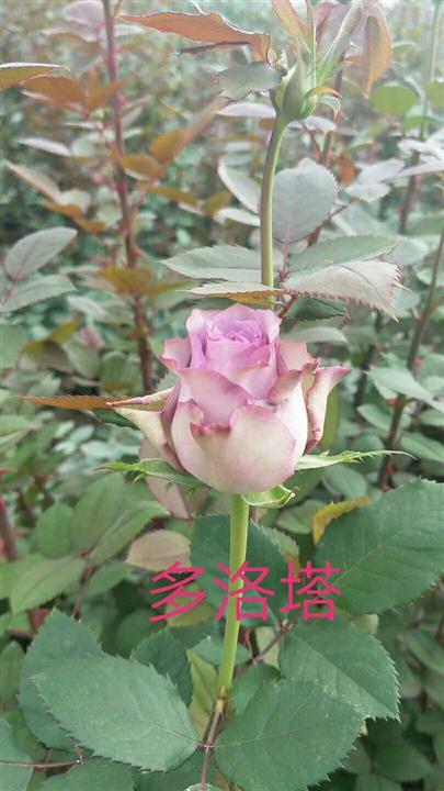 多洛塔玫瑰苗