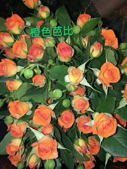 橙色芭比玫瑰苗