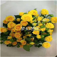 云南玫瑰花