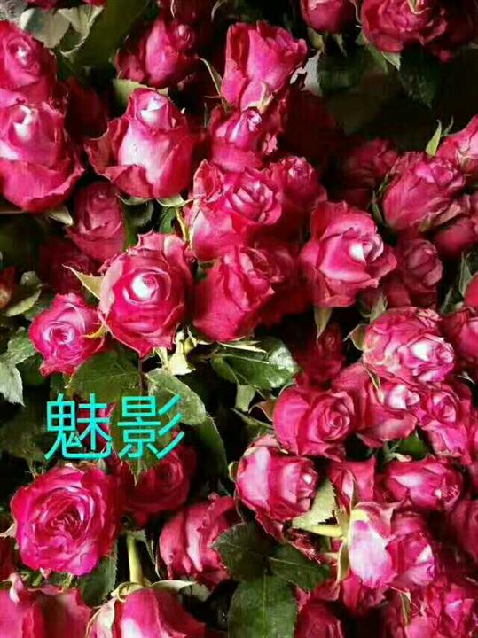 魅影玫瑰苗