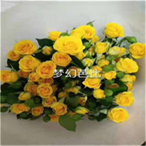 云南玫瑰花